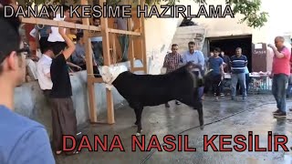 KURBANLIK DANA KESİMİNDE ZOR ANLAR KURBAN BAYRAMI [upl. by Stamata]