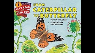 From Caterpillar to BUTTERFLY [upl. by Piper]