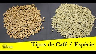 Tipos de Café  Espécie  CAFE TOLEDO [upl. by Blen419]