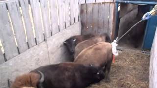 Tagging Alberta Bison [upl. by Wiese925]