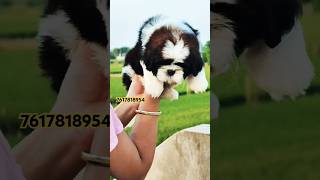 DOG SHOP IN VARANASI  SHIHTU  VARANASI PETS WORLD [upl. by Kataway]