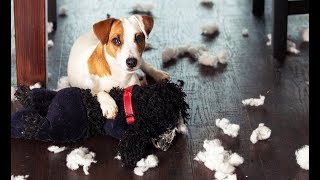 Dogs Feeling Guilty Compilation [upl. by Beckerman]