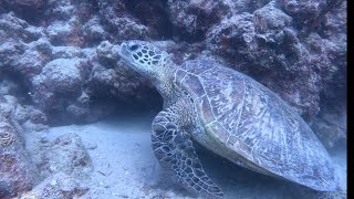 Cateran bay turtle [upl. by Eldnar]