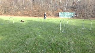 NADAC HoopersAgility  Basictraining Start [upl. by Bobby]