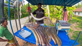 Unbelievable Biggest Live EEL Fish Market In Sri Lanka  Excellent Fish Cutting Technique [upl. by Honeyman398]