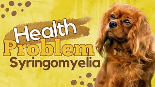 Syringomyelia Health Problem by Cavalier King Charles Spaniel [upl. by Claudell281]