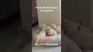 Meeting puppies amp adult dogs puppy puppies westie cute [upl. by Sewel]