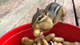 Squirrels eating nuts [upl. by Damali247]