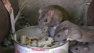 Rates de claveguera Rattus norvegicus HD [upl. by Llebpmac]