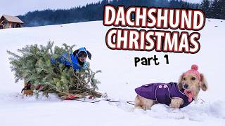 DACHSHUND CHRISTMAS  Funny Wiener Dogs Get Ready for The Holidays [upl. by Etep]