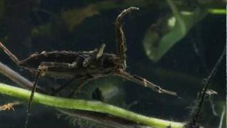 Predatory Water Scorpion [upl. by Akehs876]