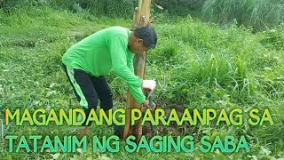 VLOG 143 MAGANDANG PARAAN SA PAG TATANIM NG SAGING SABA [upl. by Akkimat]