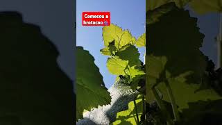 A brotação da uva 🍇 depoisdapoda [upl. by Mayhs]