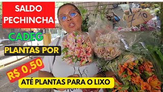 Parte 2 PLANTAS POR R 050 E ATÉ PLANTAS PARA O LIXO NA CADEG Mercado das Flores [upl. by Hannah]