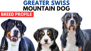 Greater Swiss Mountain Dog Breed Profile History  Price  Greater Swiss Mountain Dog Grooming [upl. by Rowell174]