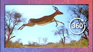 Impala Stampede and Flyover in SlowMotion  Wildlife in 360 VR [upl. by Chaworth]