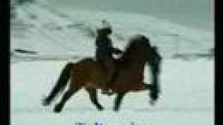 Fast speed racking horsesflying pace Icelandic horses [upl. by Alderman]