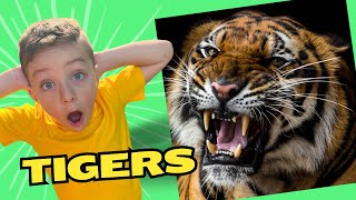 Tigers Learn about Jungle Animals for Kids 🐯 Educational Videos for Kids [upl. by Eleira]