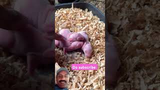 Rabbit babies pets cute [upl. by Westmoreland]