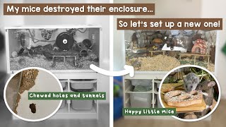 My Mice destroyed their enclosure lets set up a new one [upl. by Gollin]