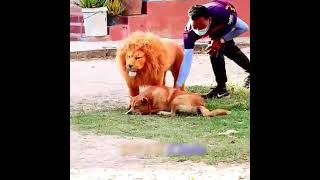 Lion 🦁 prank with dogs 🐕😂😂  feat the tharki roaster  prank video 😂 [upl. by Olrak]