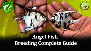 Angel fish breeding complete Guide  Angel fish gender Identification [upl. by Avigdor]