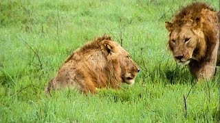 Extraordinary Lion Hunt Filmed  Attenborough 60 Years In The Wild  BBC Earth [upl. by Niajneb]