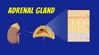 Adrenal Gland  Quick Revision [upl. by Layod717]