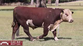 Lot 42 MHPT564 Melville Herefords 2024 [upl. by Castra305]