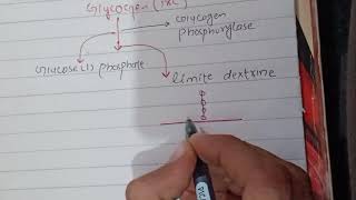 Glycogenolysis Biochemistry [upl. by Mashe]