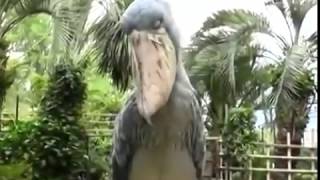 Shoebill Stork sounds like a Predator [upl. by Omle268]