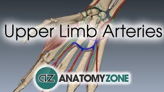 Upper Limb Arteries  Hand and Wrist  3D Anatomy Tutorial [upl. by Eentroc849]