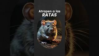 TRAMPAS PARA ATRAPAR RATAS [upl. by Puritan]