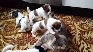 Jack Russell Puppies playing with cat [upl. by Nivlen17]