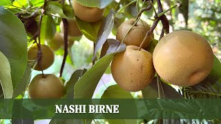 Nashi Birne  ein exotisches Obst im Verlauf des Jahres [upl. by Lihp]