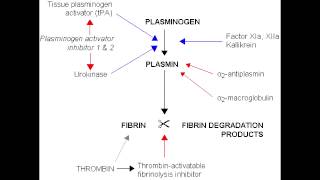 Fibrinolysis  Anticoagulation Pathway [upl. by Launame]