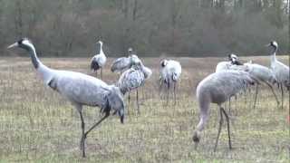 Les Grues Cendrées du lac du Der [upl. by Odnomar]