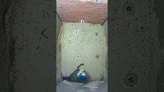 Season 2024  First Visitor Blue Tit Nest Box [upl. by Suirred]