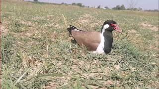 Titoli Bird Titeeri Bird Red Wattled Lapwwing Save Eggs🥚🥚🐧 Ahmed 22 Subscribe [upl. by Rafaelle]