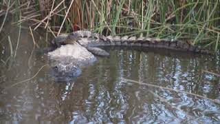 Mother Gator named Margaret with one of her babies on her back at Brazoria National Wildlife Refuge [upl. by Erv]