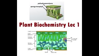 Lecture 1 Introduction to Mesophyllic cell [upl. by Niddala]