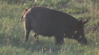 Wild boars sows feeding at Brazoria National Wildlife Refuge [upl. by Nepean]