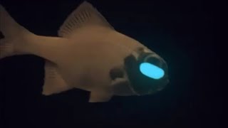 Facts The Flashlight Fish [upl. by Lezned]