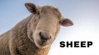 The Melodic World of Sheep Sound A Closer Look at Sheep Voice Communication [upl. by Murielle]