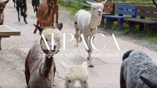 MUST VISIT Klook Tour  alpaca world gangchon rail bike nami island [upl. by Acinoev231]