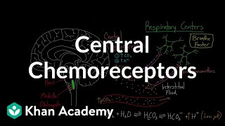 Central chemoreceptors  Respiratory system physiology  NCLEXRN  Khan Academy [upl. by Paulsen]