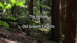 The Return of Old Growth Forests [upl. by Gamber]