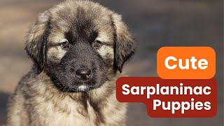 Why Sarplaninac Puppies Are the Perfect Addition to Your Family [upl. by Mcguire]