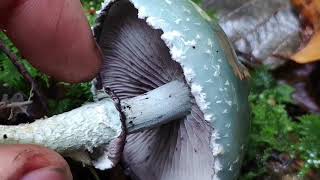 verdigris agaric  Stropharia Aeruginosa  Fungi Channel [upl. by Nikolas]