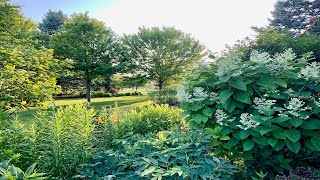 Tour Of My Hydrangeas Garden Part One [upl. by Aneryc]